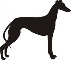 Stehender Galgo 1