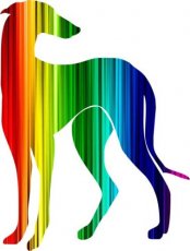 Stehender Galgo Regenbogen