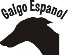 Galgokopf mit Galgo Espanol