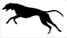 Rennender Greyhound 04