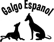 Galgopaar mit Galgo Espanol