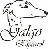 Galgokopf mit Galgo Espanol