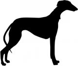 Stehender Galgo 02