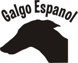 Galgokopf mit Galgo Espanol